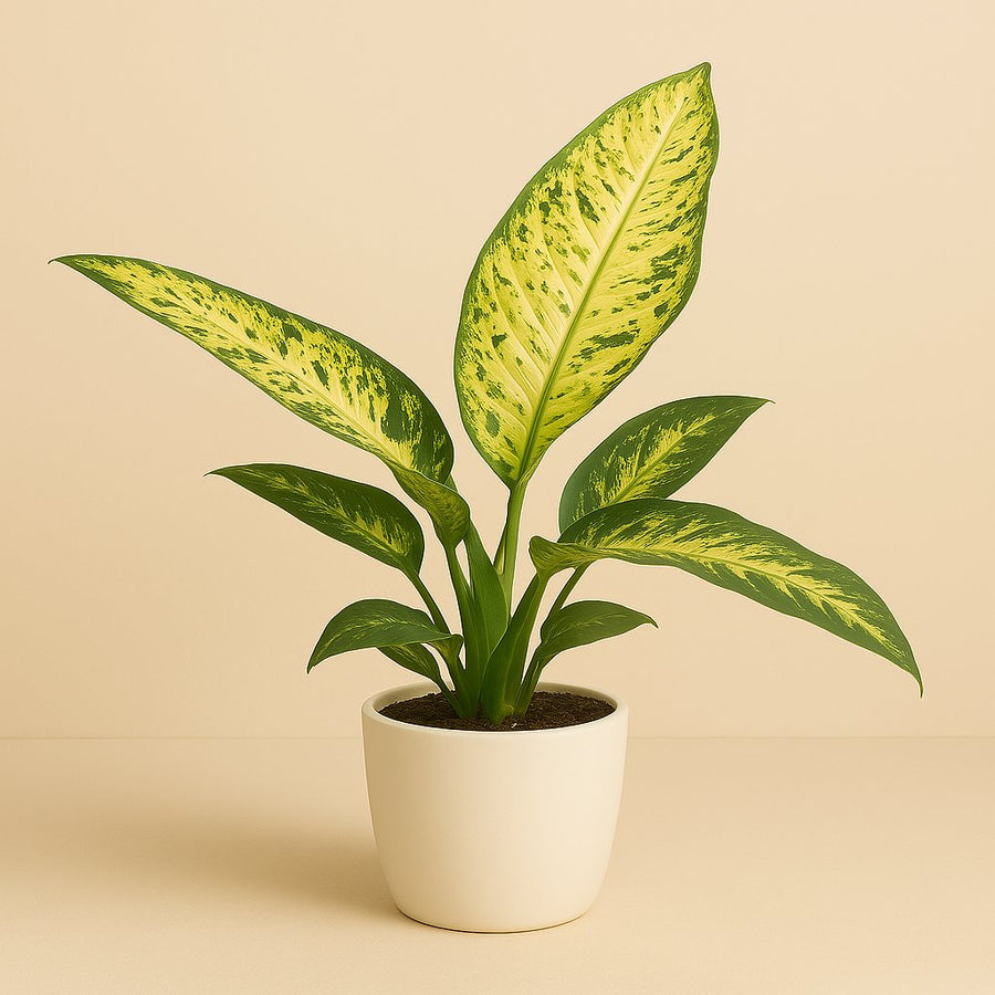 Dieffenbachia Mars - 110cm in einem modernen Studio mit modernem Topf