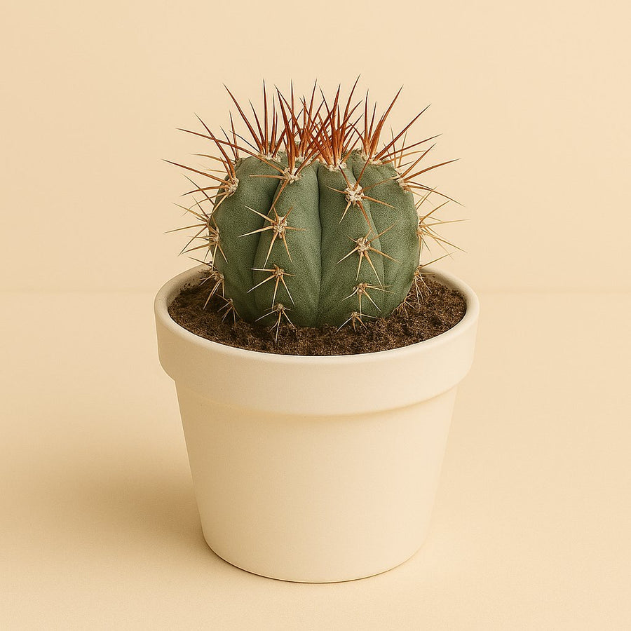 Melocactus Azureus - 17cm in einem modernen Studio mit modernem Topf