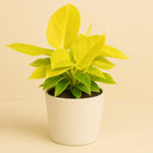 Philodendron Moonshine - 30cm in einem modernen Studio mit modernem Topf