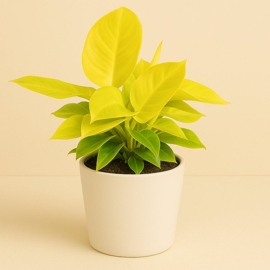 Philodendron Moonshine - 30cm in einem modernen Studio mit modernem Topf