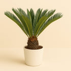 Cycas Revoluta - 120cm in einem modernen Studio mit modernem Topf