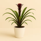 Guzmania Fransesca - 45cm in einem modernen Studio mit modernem Topf