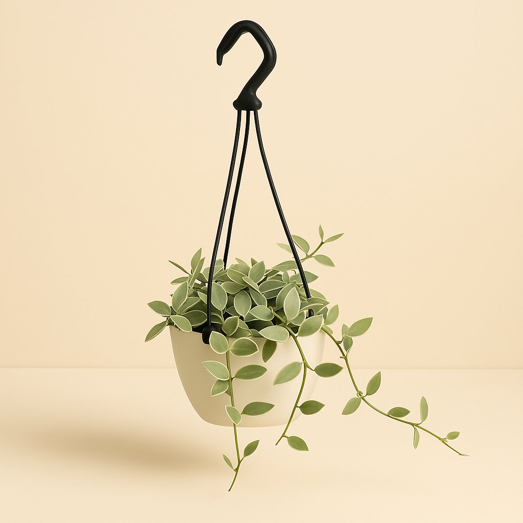 Dischidia Ionantha Variegata - 15cm in einem modernen Studio mit modernem Topf