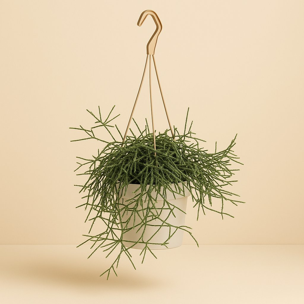 Rhipsalis Pilocarpa - 50cm in einem modernen Studio mit modernem Topf