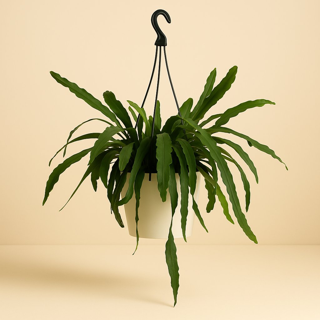 Lepismium Houletianum - 50cm in einem modernen Studio mit modernem Topf