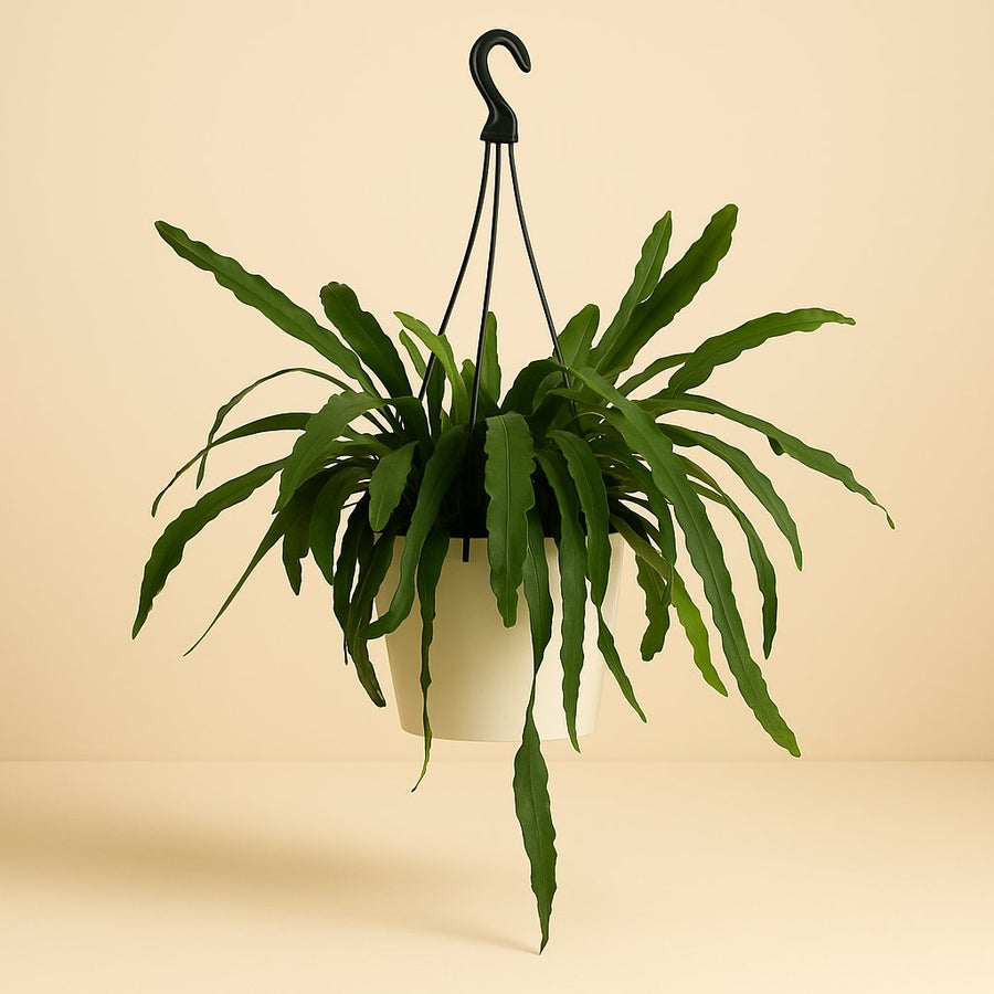 Lepismium Houletianum - 50cm in einem modernen Studio mit modernem Topf