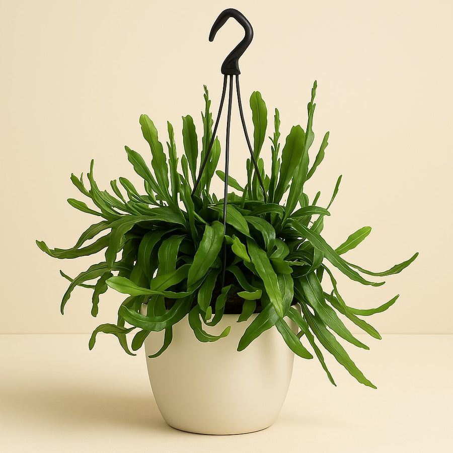 Rhipsalis Ramaloris - 50cm in einem modernen Studio mit modernem Topf