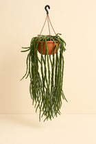 Rhipsalis Paradoxa - 70cm in einem modernen Studio mit modernem Topf