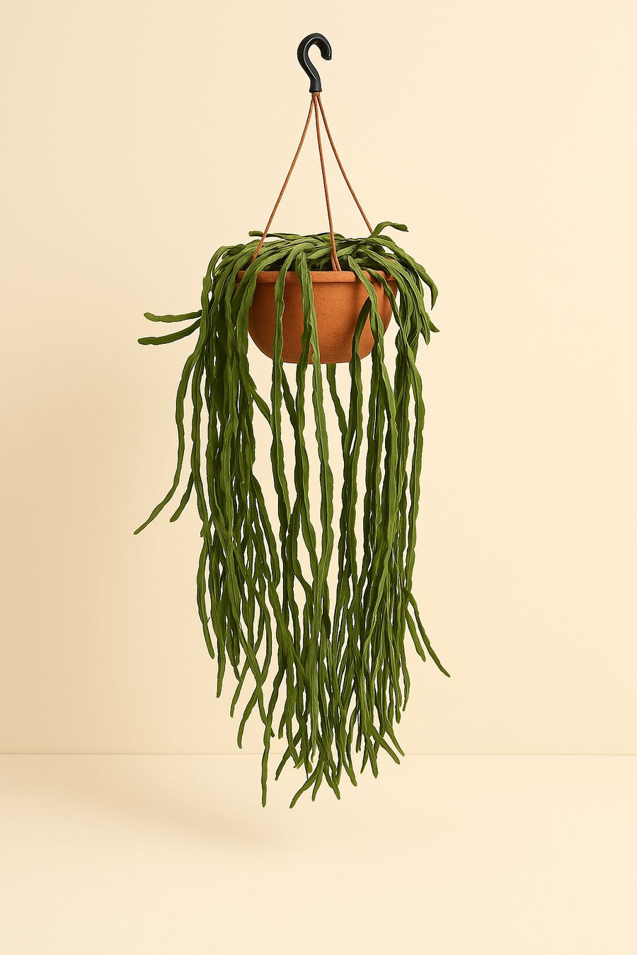 Rhipsalis Paradoxa - 70cm in einem modernen Studio mit modernem Topf