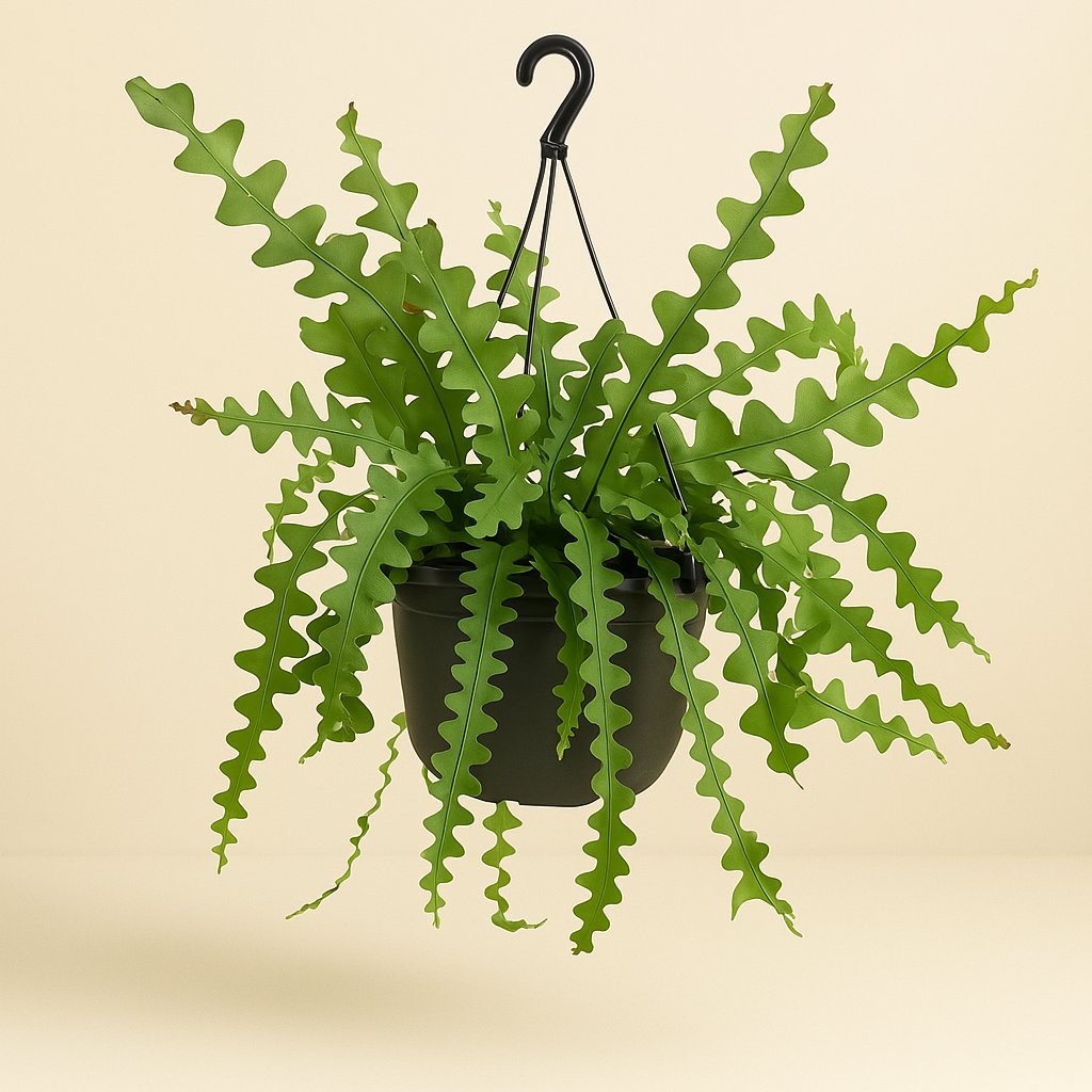 Epiphyllum Anguleiger - 60cm in einem modernen Studio mit modernem Topf