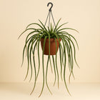 Lepismium Cruciforme Rojo - 70cm in einem modernen Studio mit modernem Topf