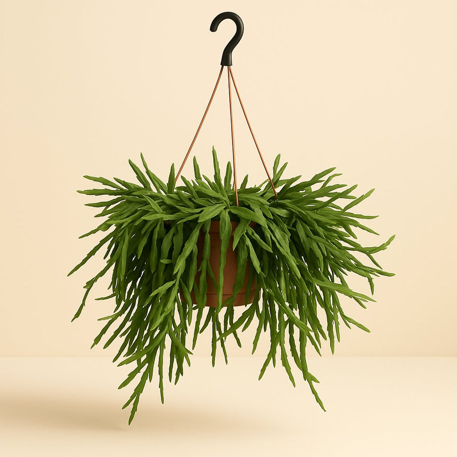 Rhipsalis Micrantha - 50cm in einem modernen Studio mit modernem Topf