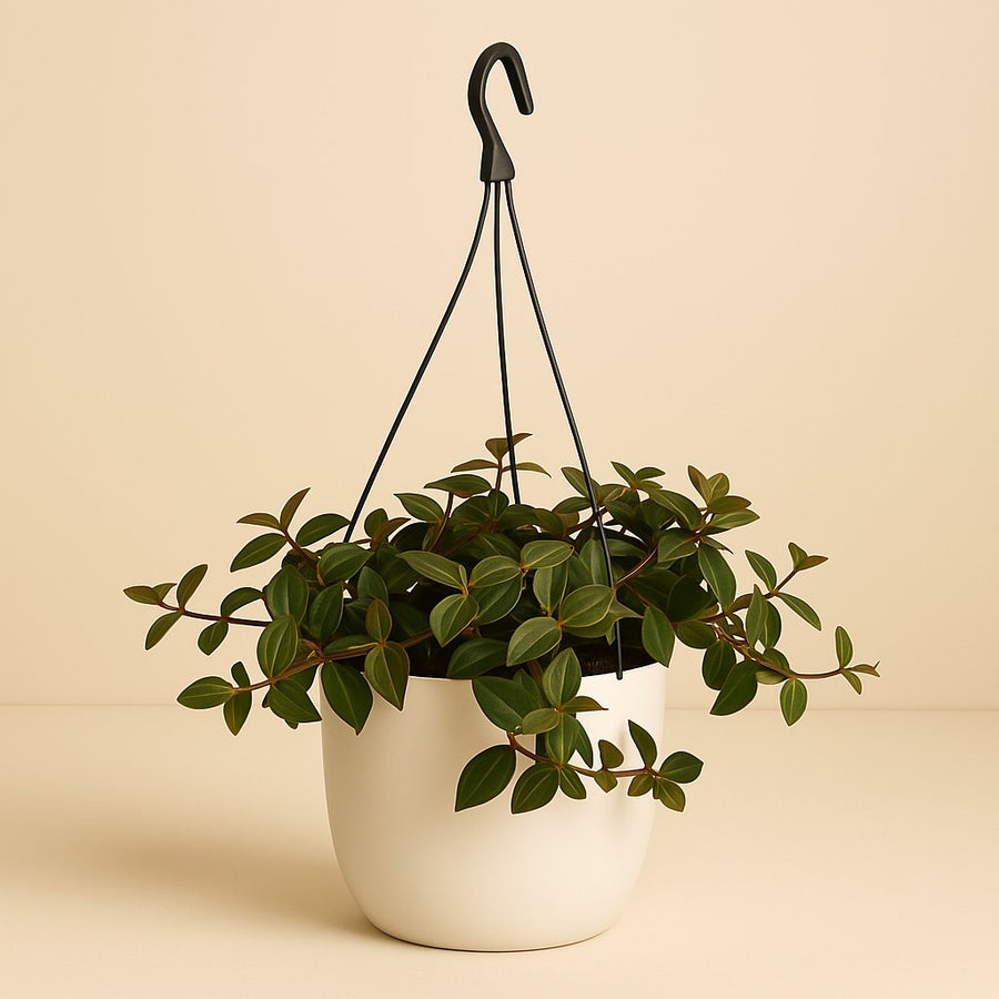 Peperomia Angulata Rocca Scuro - 25cm in einem modernen Studio mit modernem Topf