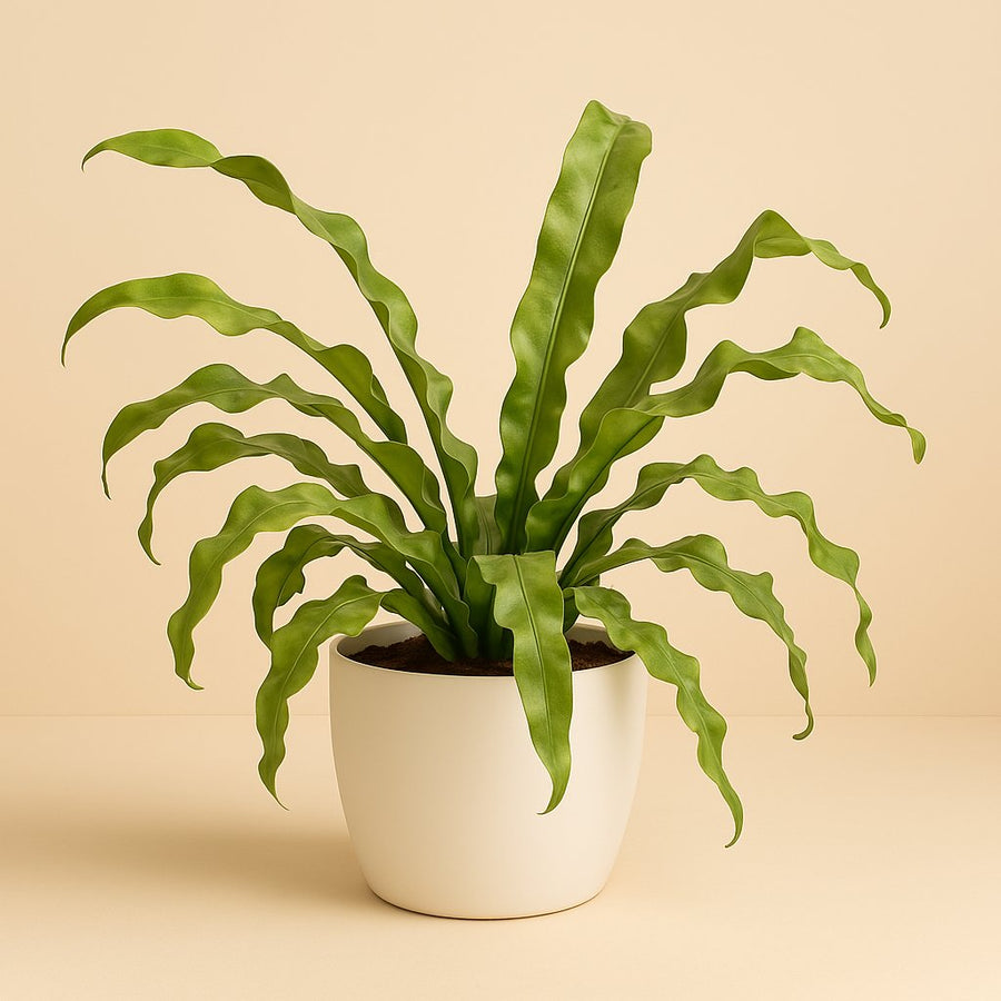 Microsorum Pteropus - 30cm in einem modernen Studio mit modernem Topf