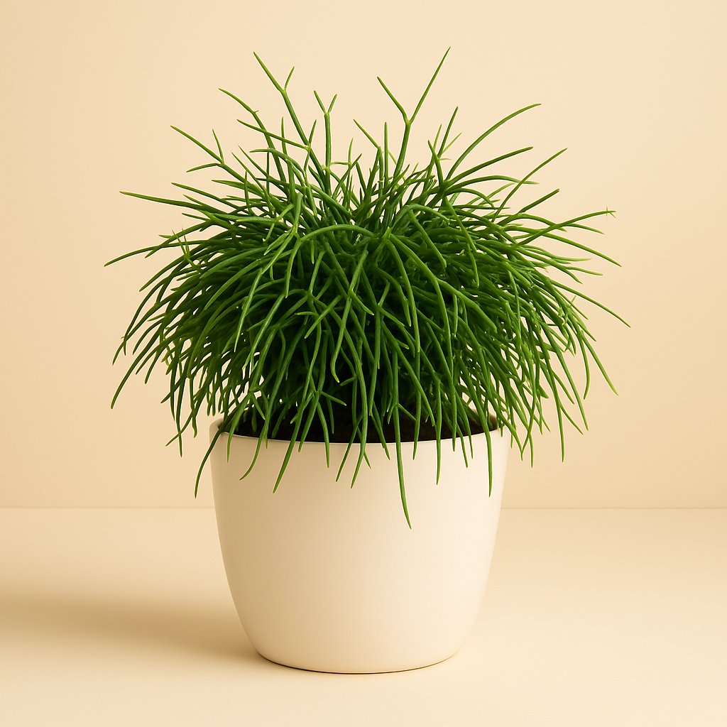 Rhipsalis Cashero - 20cm in einem modernen Studio mit modernem Topf