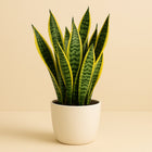 Sanseveria Laurentii - 60cm in einem modernen Studio mit modernem Topf