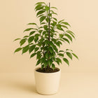 Ficus Benjamina Anastasia - 55cm in einem modernen Studio mit modernem Topf