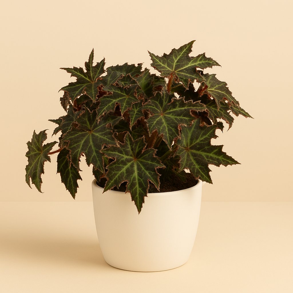 Begonia Rex Lion Dance - 25cm in einem modernen Studio mit modernem Topf