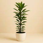 Ficus Cyathistipula - 70cm in einem modernen Studio mit modernem Topf