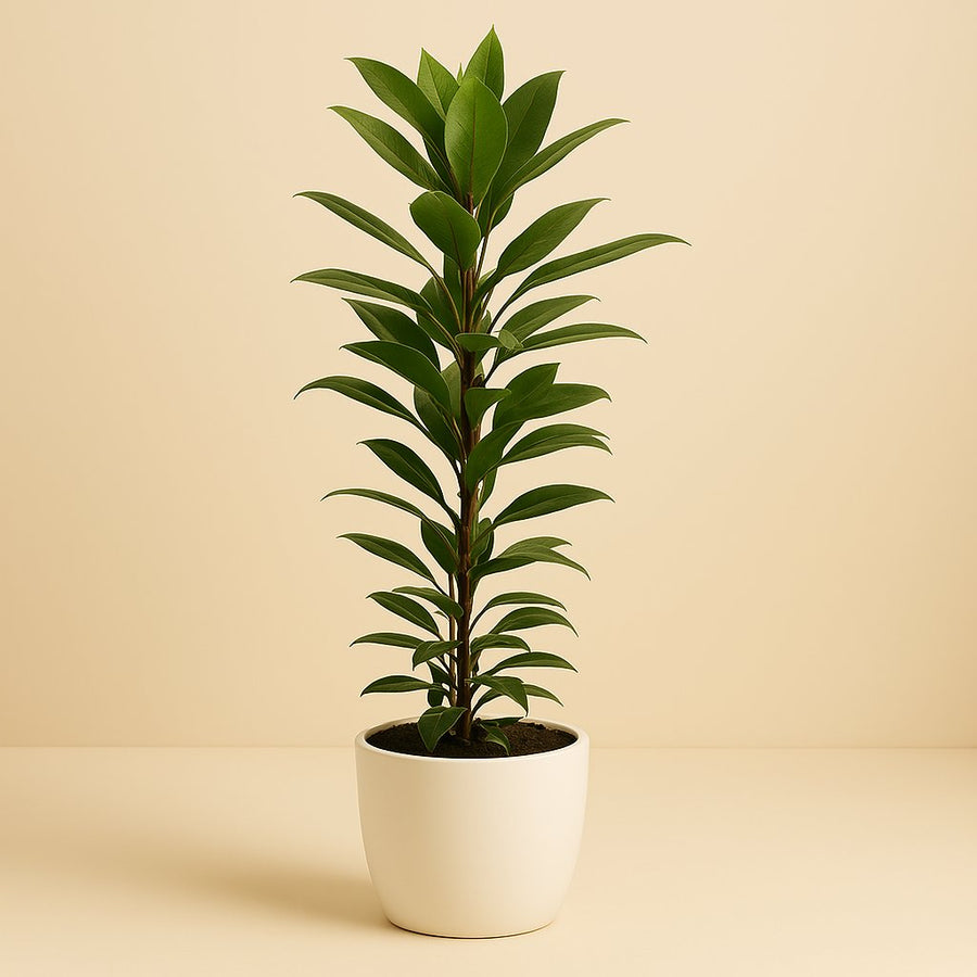 Ficus Cyathistipula - 70cm in einem modernen Studio mit modernem Topf