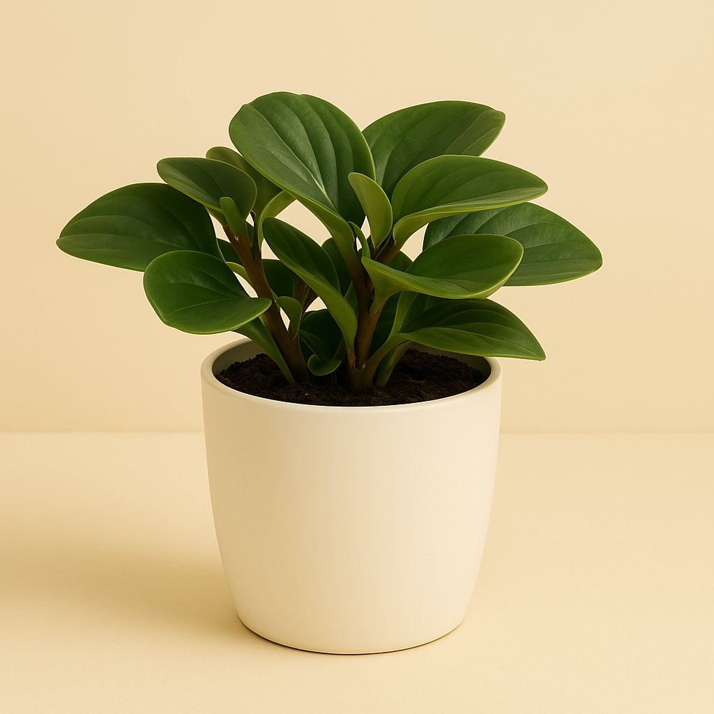 Peperomia Red Canyon - 20cm in einem modernen Studio mit modernem Topf