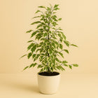 Ficus Benjamina Twilight - 55cm in einem modernen Studio mit modernem Topf