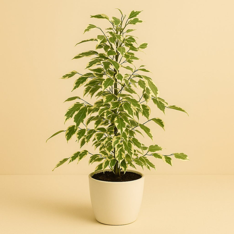 Ficus Benjamina Twilight - 55cm in einem modernen Studio mit modernem Topf