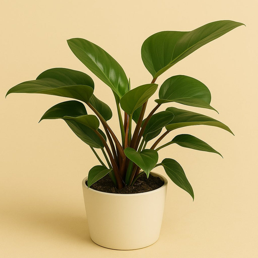 Philodendron Congo Apple - 65cm in einem modernen Studio mit modernem Topf