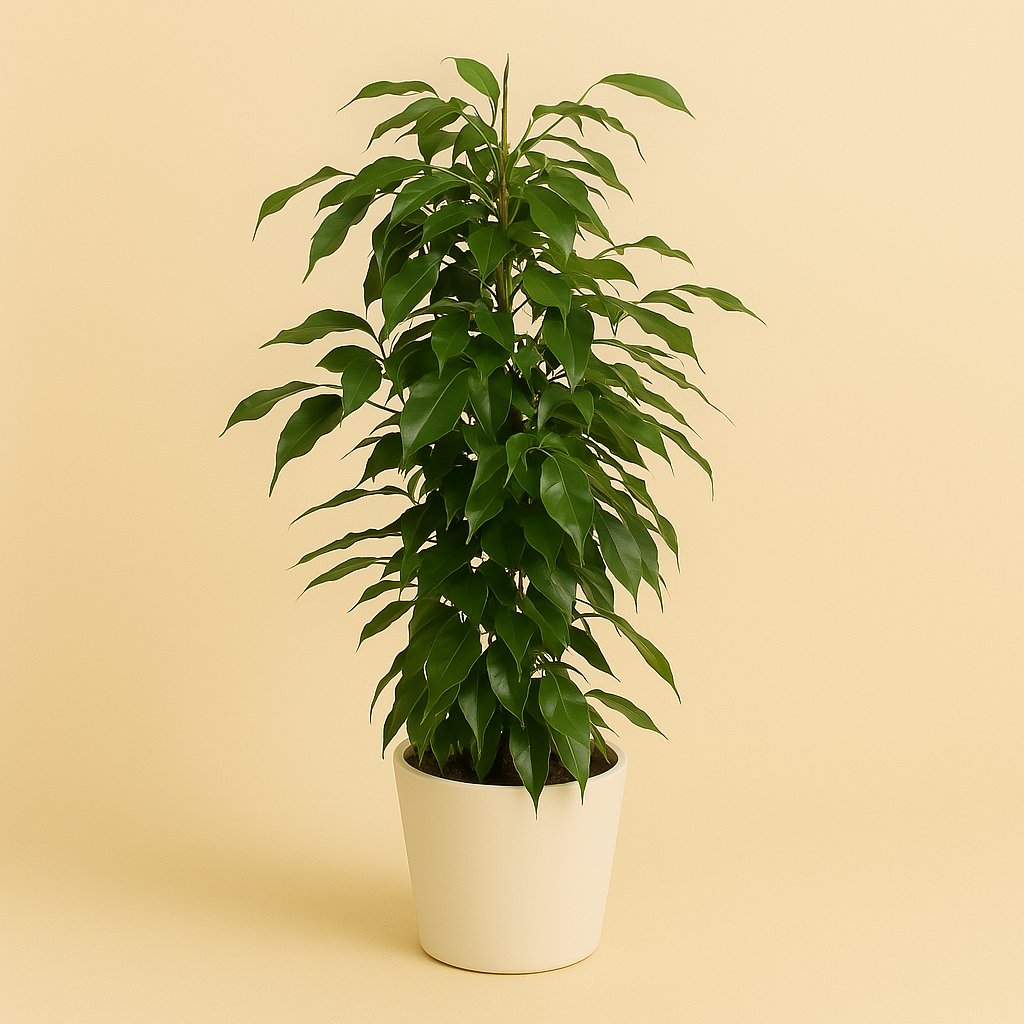 Ficus Benjamina Danielle - 70cm in einem modernen Studio mit modernem Topf