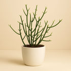 Euphorbia Tirucalli - 30cm in einem modernen Studio mit modernem Topf