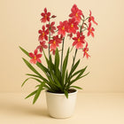 Orchidee: Cambria Nelly Isler - 70cm in einem modernen Studio mit modernem Topf