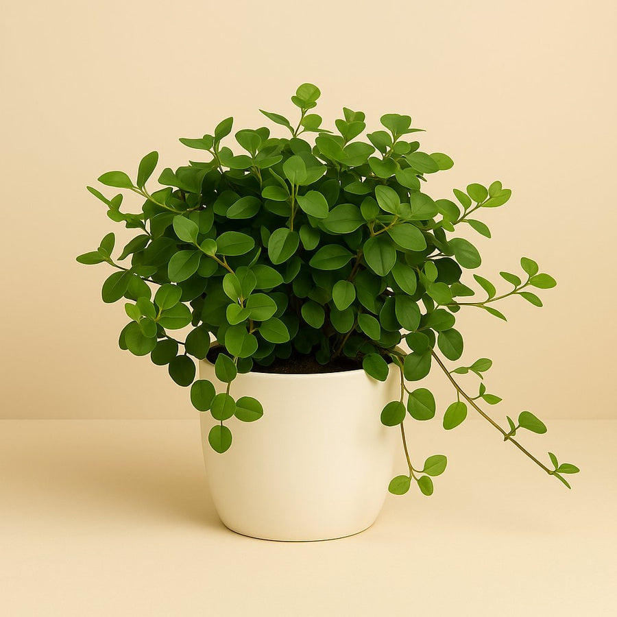 Peperomia Rotundifolia - 20cm in einem modernen Studio mit modernem Topf
