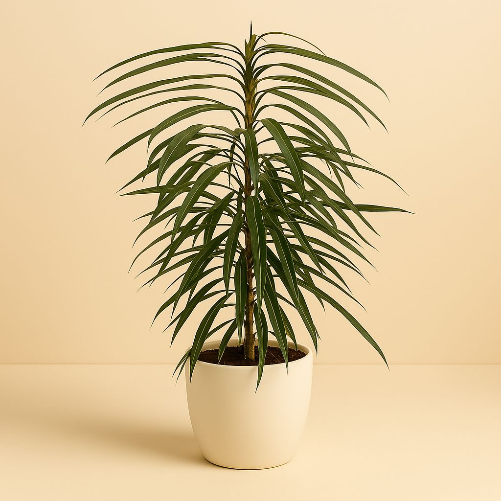 Ficus Binnendijkii Alii - 70cm in einem modernen Studio mit modernem Topf