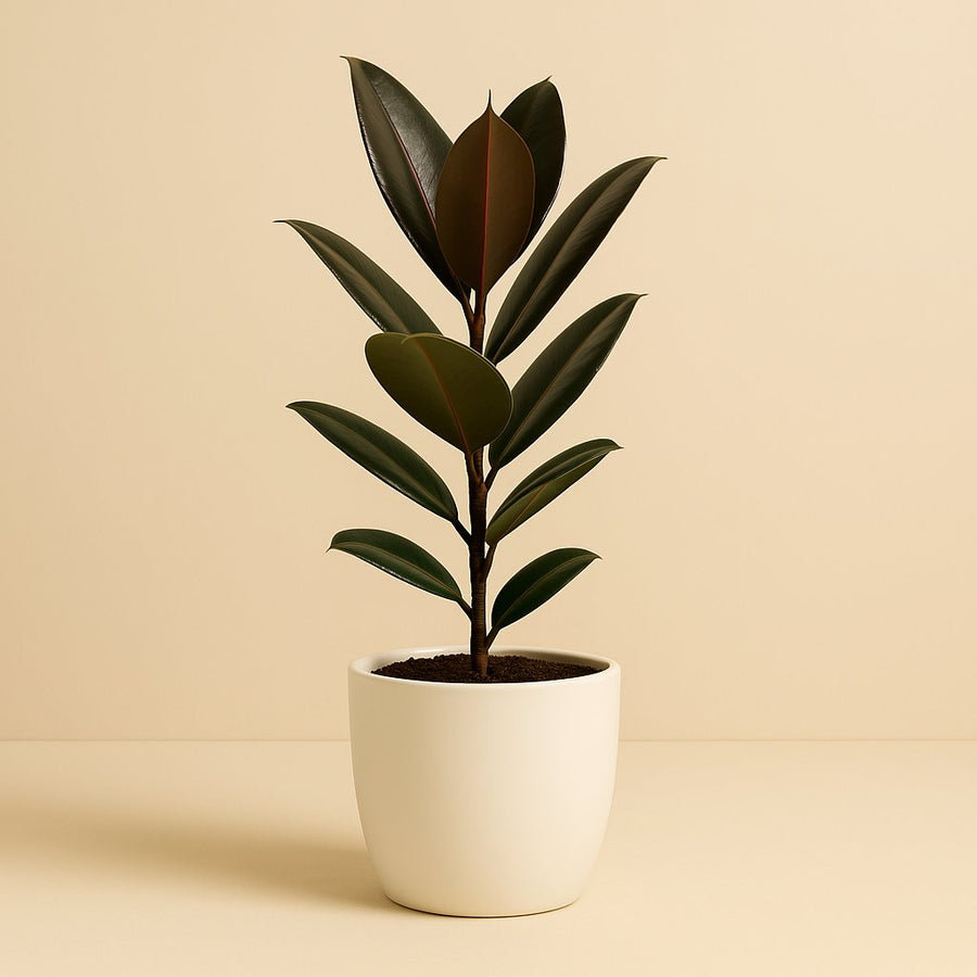 Ficus Elastica Melany - 45cm in einem modernen Studio mit modernem Topf