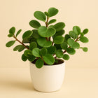 Peperomia Pecunifolia Pecunii - 13cm in einem modernen Studio mit modernem Topf