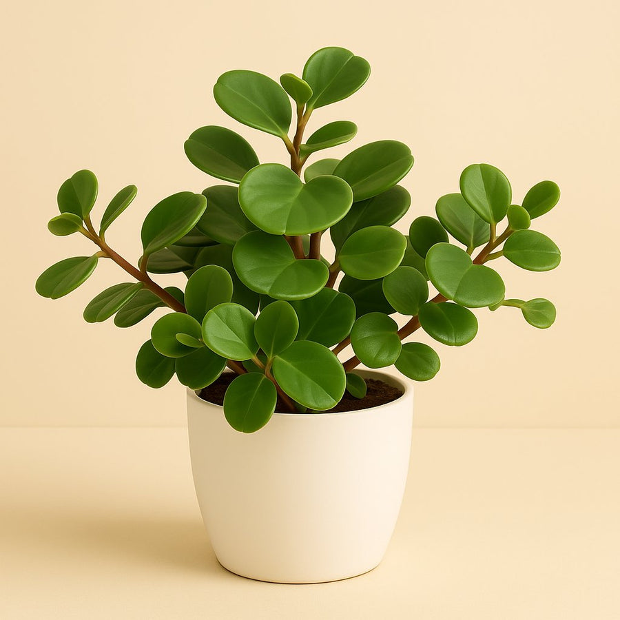 Peperomia Pecunifolia Pecunii - 13cm in einem modernen Studio mit modernem Topf