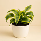 Dracaena Dragontree Tornado - 24cm in einem modernen Studio mit modernem Topf