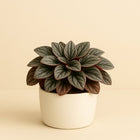 Peperomia Santorini - 20cm in einem modernen Studio mit modernem Topf