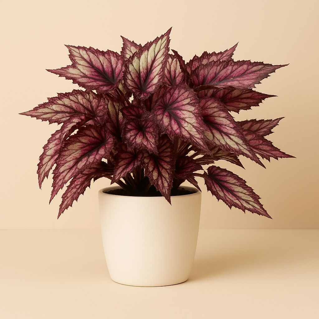 Begonia Rex Red Tango - 25cm in einem modernen Studio mit modernem Topf