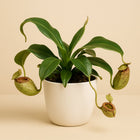 Nepenthes Hookeriana - 17cm in einem modernen Studio mit modernem Topf