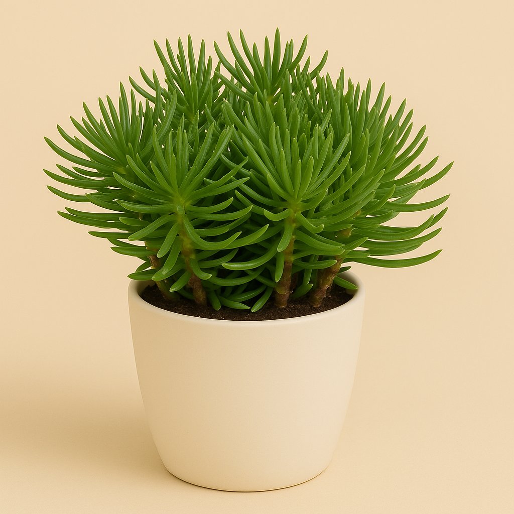 Senecio Himalaya - 15cm in einem modernen Studio mit modernem Topf