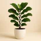 Ficus Lyrata - 125cm in einem modernen Studio mit modernem Topf