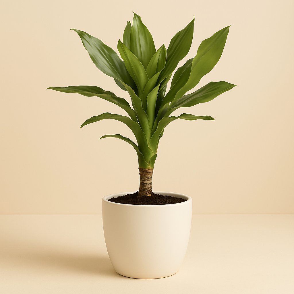 Dracaena Janet Lind - 55cm in einem modernen Studio mit modernem Topf