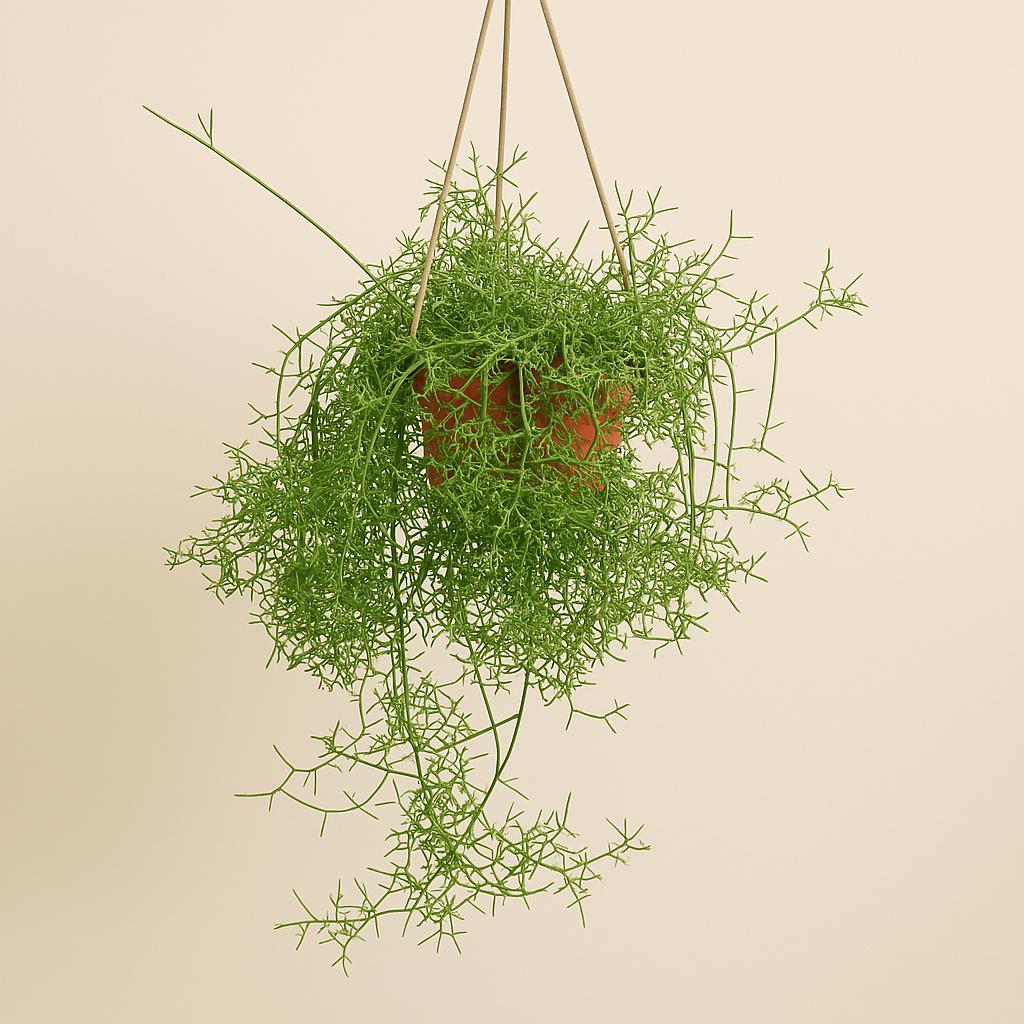 Rhipsalis Cereuscula - 40cm in einem modernen Studio mit modernem Topf