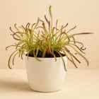 Drosera Capensis - 17cm in einem modernen Studio mit modernem Topf