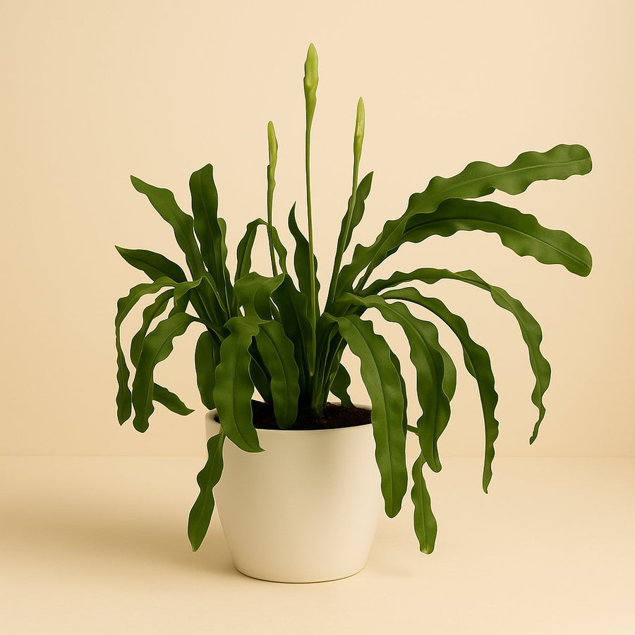 Epiphyllum Beavertale - 60cm in einem modernen Studio mit modernem Topf