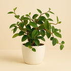 Peperomia Ang. Roc. Scuro - 20cm in einem modernen Studio mit modernem Topf