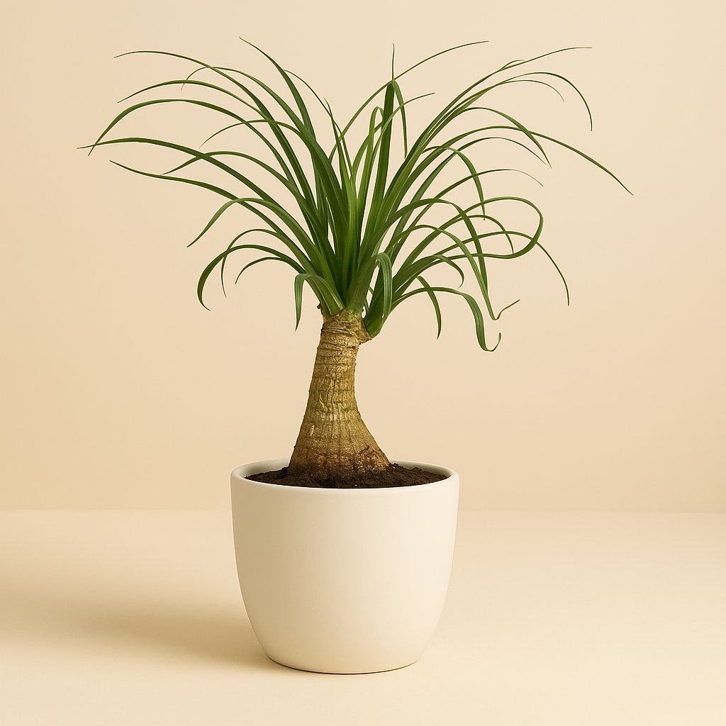 Beaucarnea Nolina - 40cm in einem modernen Studio mit modernem Topf