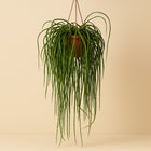 Lepismium Bolivianum - 70cm in einem modernen Studio mit modernem Topf