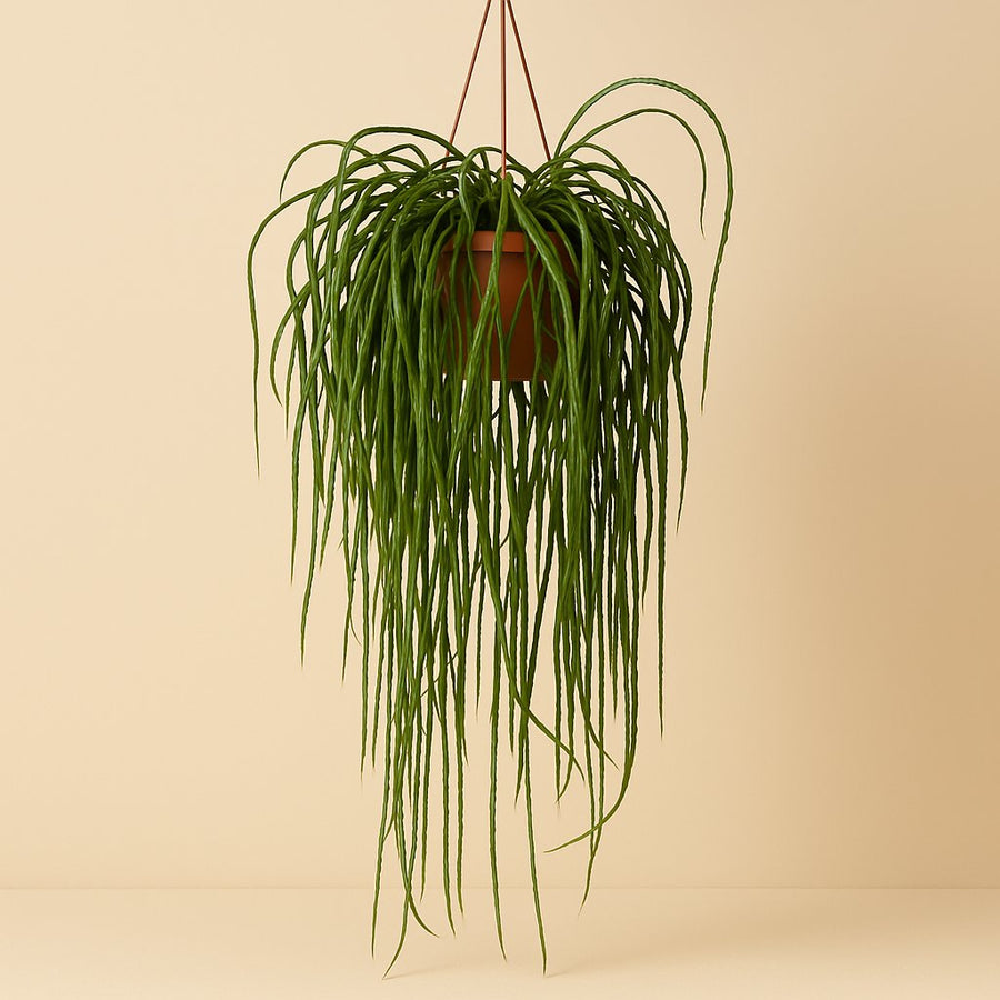 Lepismium Bolivianum - 70cm in einem modernen Studio mit modernem Topf